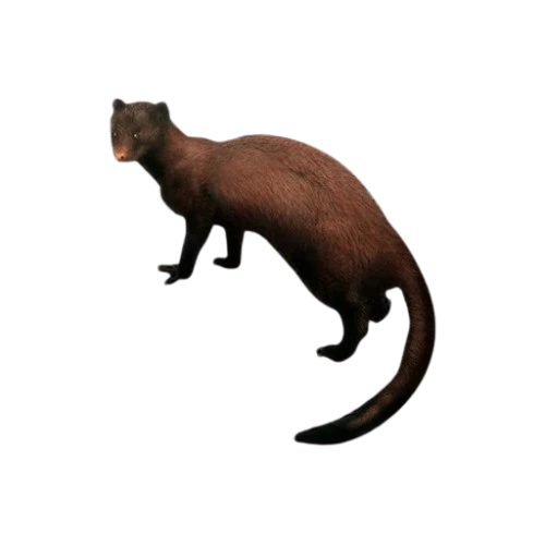 Marsh Mongoose